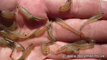 Hundreds of three-eyed 'dinosaur shrimp' emerge from mud pits at Burning Man as 70,000 revelers escaped flooded Nevada festival