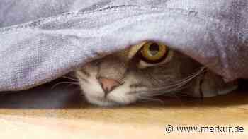 „Süßeste Poltergeister“ bescheren Nachbarn schlaflose Nächte – Besitzer hält sie in Video fest