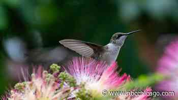 When do hummingbirds leave Illinois? Here's when to expect peak migration