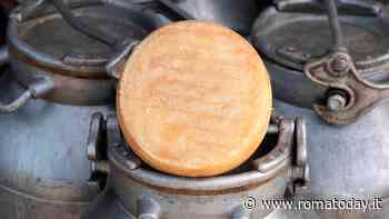 Il pecorino laziale che stava scomparendo ora diventa Presidio Slow Food