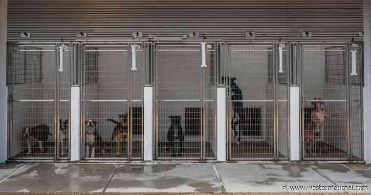 Dogs Across America Are Paying the Price for Pandemic, Bidenomics as Key Shelter Stat Skyrockets