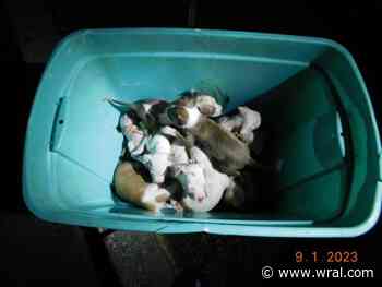 NC men face animal neglect charges after 19 puppies found in 'deplorable conditions' in New York