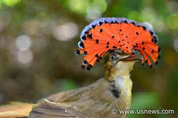 Farms With Natural Landscape Features Provide Sanctuary for Some Costa Rica Rainforest Birds