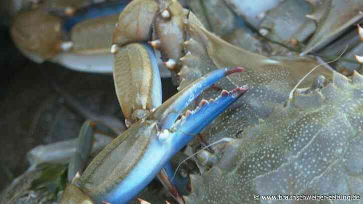 UN-Bericht: Invasive Arten spielen weltweit Schlüsselrolle bei Artensterben