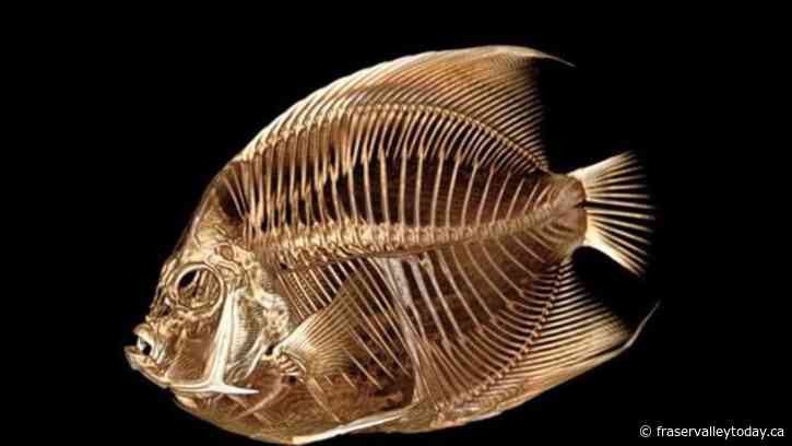 Fish with a funny float gets a CT scan at the Denver Zoo