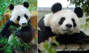 Britain's only giant pandas are being sent back to China after nearly 12 years at Edinburgh Zoo - two years later than planned after Covid delay