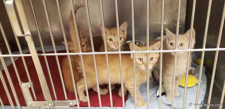 Signs to know when your pet is in pain