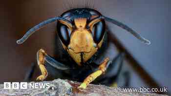 Invasive species threaten diversity and cost $420bn a year - report