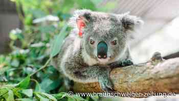 Koala-Brandopfer Ember wird wieder Mutter
