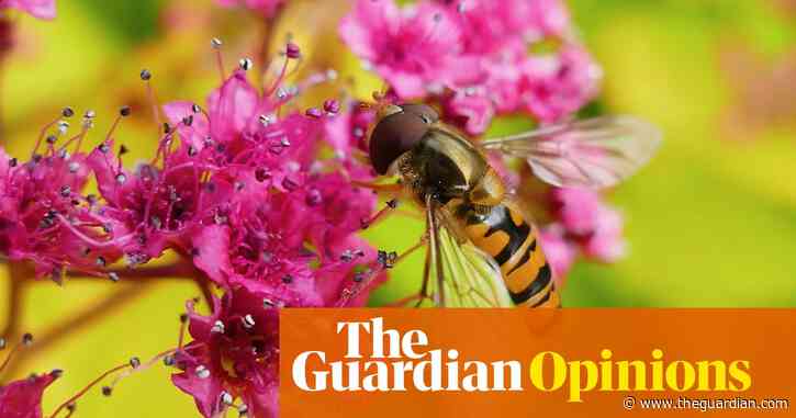 The Guardian view on insects: gardeners can help reverse their alarming decline | Editorial