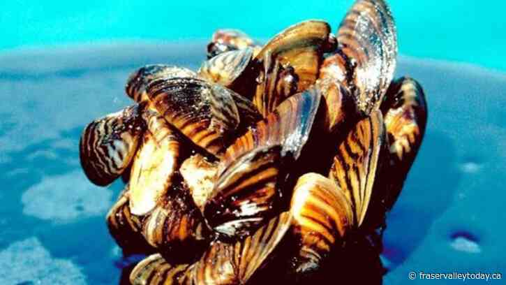 Invasive species report outlines costs, solutions for world governments