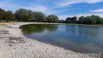 Il laghetto di Tor di Quinto si sta prosciugando. E sulle sponde galleggiano pesci morti
