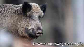 Darum sind deutsche Wildschweine oft radioaktiv belastet
