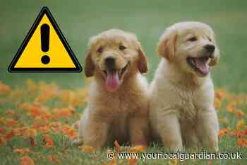 RSCPA dog owner warning as Met Office forecast UK heatwave