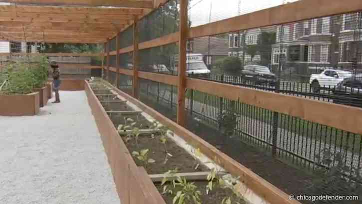 New Urban Farm Comes to the Southside
