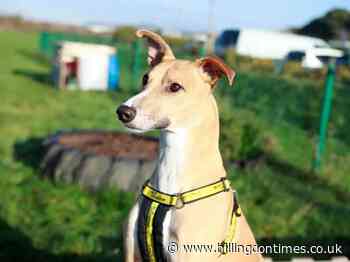 Harefield centre would love to find Biggles a new home