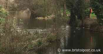 Five dead puppies found in West Country lake as RSPCA launches investigation