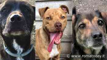 Adottare cani a Roma: i quattro zampe in cerca di una nuova casa