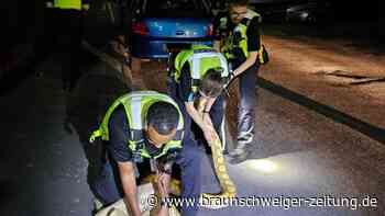 Polizei fängt 3,6 Meter langen Python auf der Straße ein