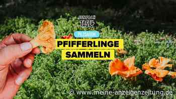 Alles, was man über das Sammeln von Pfifferlingen wissen muss