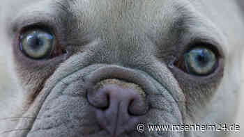 Zufälliger Drogenfund beim Gassi-Gang? Dealer aus Mühldorf in Traunstein verurteilt