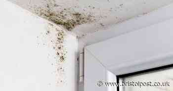 Blind woman in social housing is left to live in mouldy home for three years 