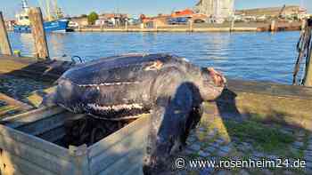 Tote Meeresschildkröte in Nordsee gefunden