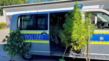 Polizei entdeckt Cannabisplantage im Wald