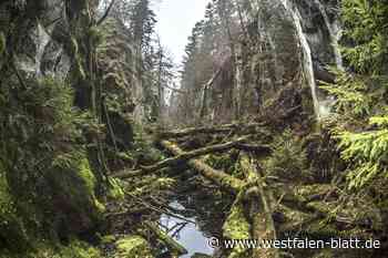 Verlassene Großbaustelle: Neue Erkenntnisse zur „Alten Eisenbahn“ in Willebadessen