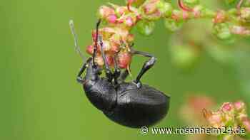 Zwei Schädlinge, die Sie im Herbst bekämpfen müssen