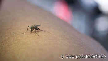 Dengue-Fieber-Ausbruch in Italien: Typische Symptome, die Sie kennen sollten