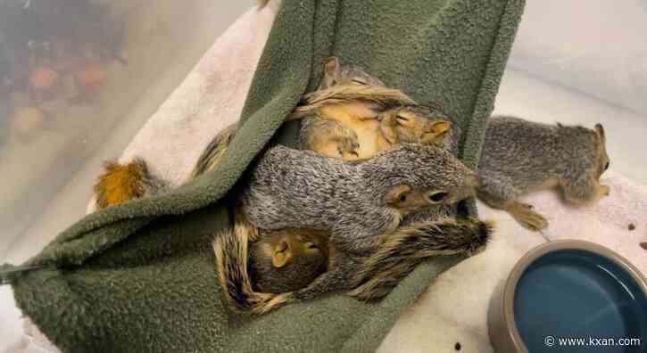 How Central Texas' population boom has affected Austin's wildlife