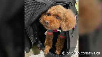Toy poodle found 'unharmed' after being stolen near Broadview Station