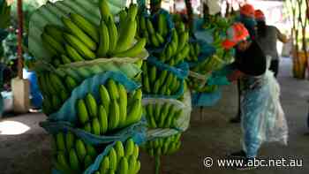 Security in Ecuador comes undone as drug cartels exploit banana industry to ship cocaine