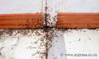 ‘Natural’ homemade solution ‘easily’ repels ants from homes as they ‘hate the scent’