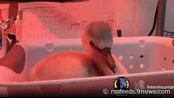 Denver Zoo welcomes 9 adorable flamingo chicks