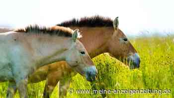 Forscher enträtseln Familienleben der Przewalski-Pferde