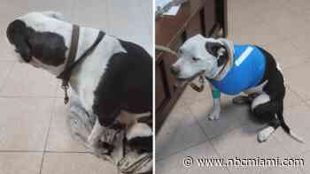 ‘Senseless': Dog's leg amputated after owner says someone shot her in SW Miami-Dade