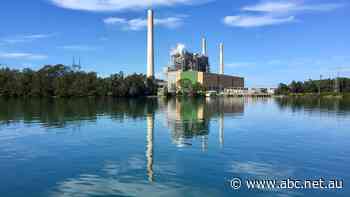 Environment watchdog takes legal action against power station over 'horrific' Lake Macquarie fish kill