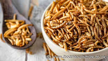 Insect protein: From ridicule to laboratory-validated reality