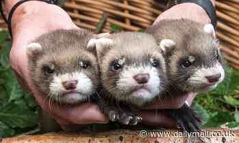 Scientists raise alarm over bird flu strain spreading in China with 'pandemic potential', which has killed one person this year