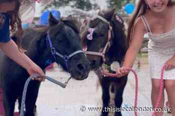 Shetland ponies marry in rescue centre ceremony: Watch here