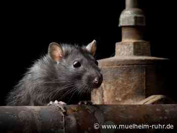Ratten - Bekämpfungsmaßnahmen