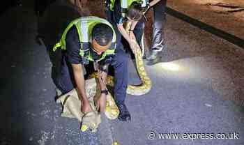 Police struggle to hold down a 12-foot-python on the loose in West Midlands