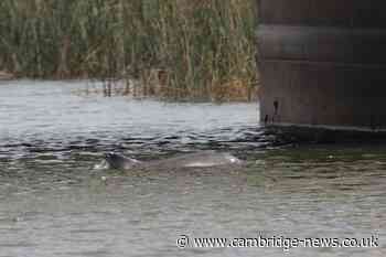 Second dolphin dies after being spotted in river in Cambridgeshire village
