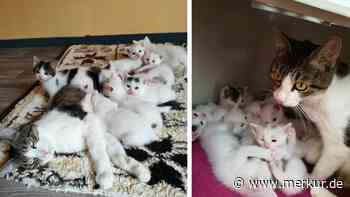 Premiere im Tierheim – Katzenmama bringt acht Junge zur Welt