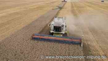 Erntezeit: Diese Folgen hat das Wetter im Braunschweiger Land