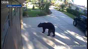 WATCH: Three-legged bear breaks into Florida patio, drinks 2 White Claws