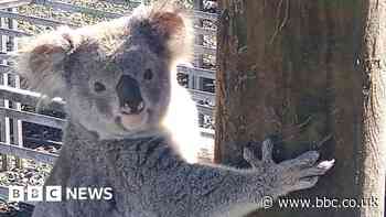 Claude the koala unmasked as prolific plant thief in Australia