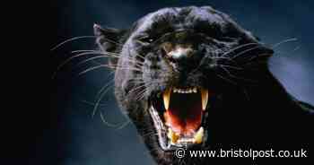 "Multiple witnesses have seen big cats in West Country - and some have uncovered evidence"